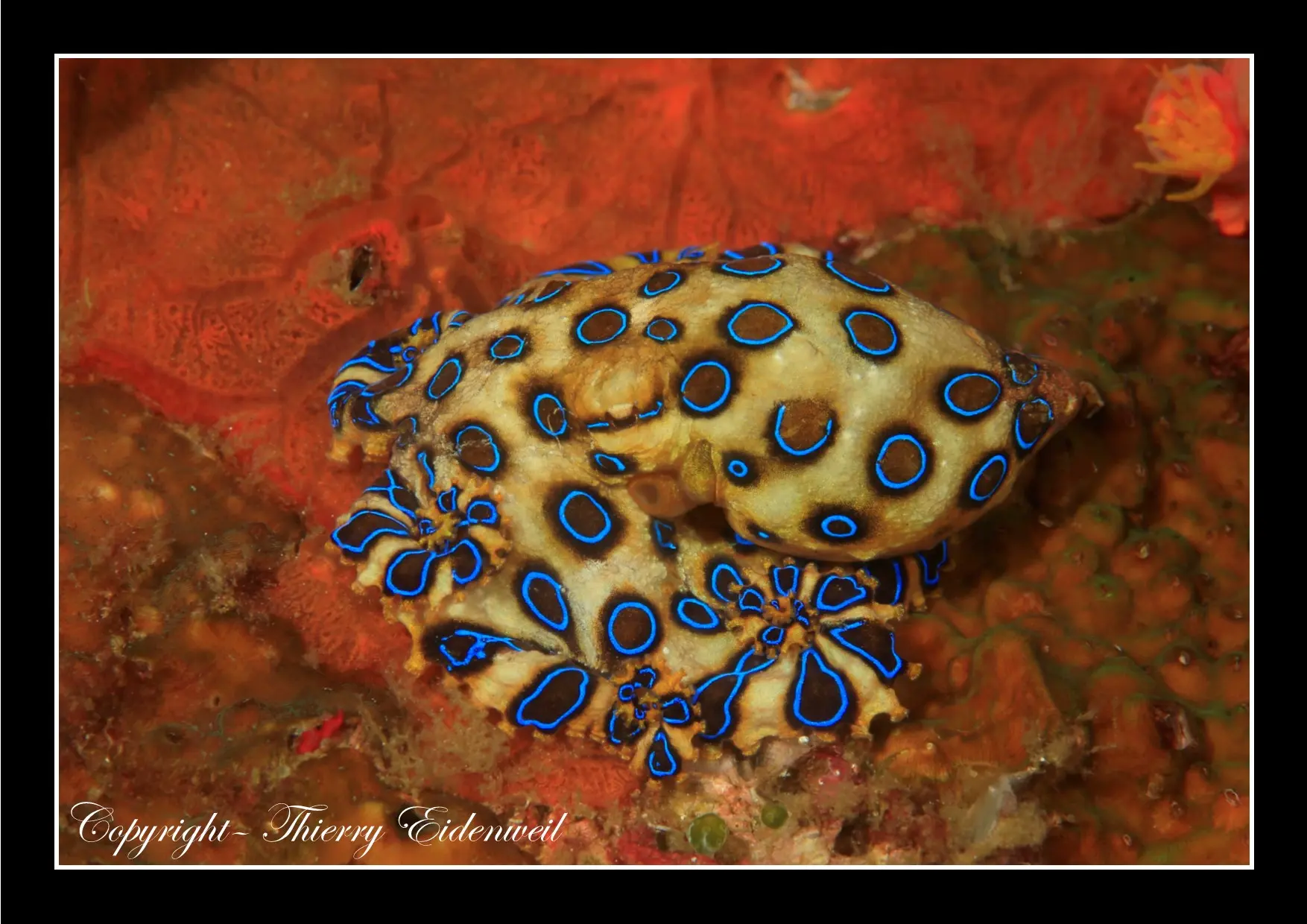 Anilao Macro Dive Media Highlight